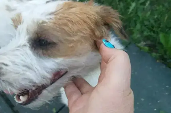 Собака на Полевой ул., 45 в Отрадном без ошейника, возможно, джек рассел с клеймом.