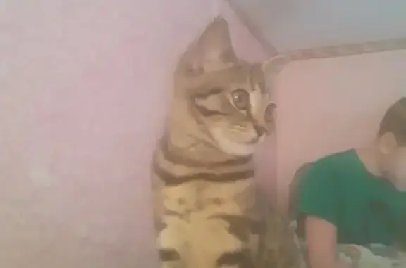 Кошки потеряшки, Ярославль, фото: Потеряшка кошка на ул. Труфанова, Ярославль