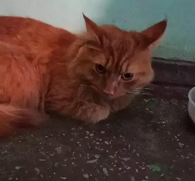Найден рыжий кот на Четаева, 11 в Казани