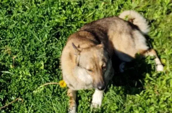 Собака найдена в Бавыкино, Московская область