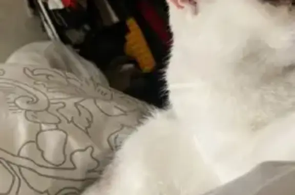 Потерянные животные Санкт-Петербург, фото: Пропала кошка Нона на Лесном проспекте