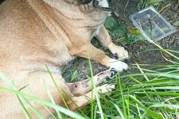 Найдена собачка с поврежденной лапой на улице Краснофлотская, Кемерово
