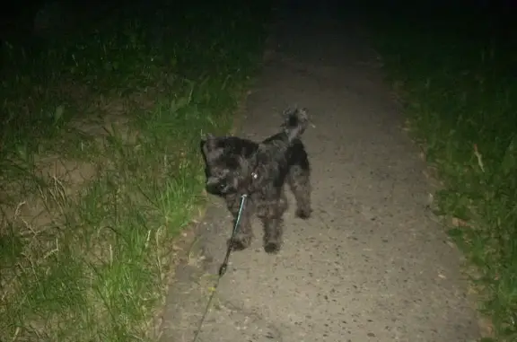 Собаки потеряшки, Томск, фото: Потеряшка собака Бэлла в СНТ Коммунальщик, Томск