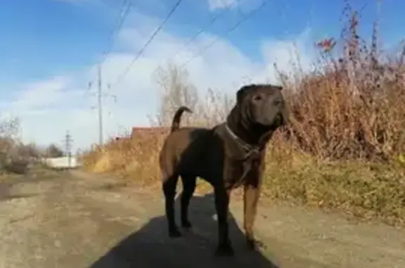 Собаки потеряшки, Нижний Новгород, фото: Потеряшка собака Рози на улице Строкина, Нижний Новгород