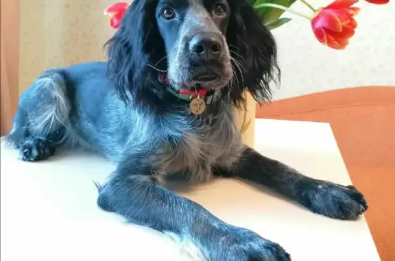 Собаки потеряшки, Краснооктябрьский, фото: Потеряшка русский спаниель НАГАЙ в Краснооктябрьском, вознаграждение!