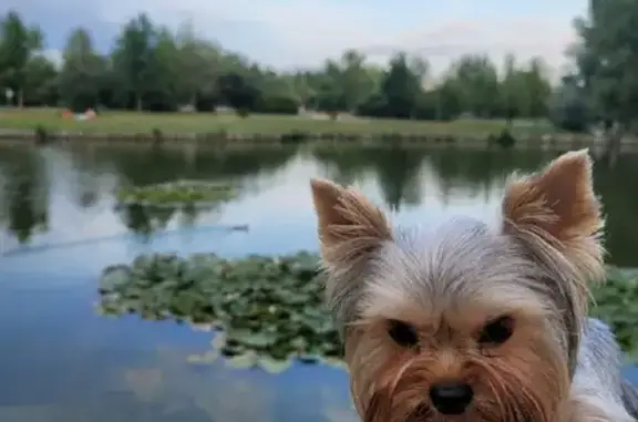 Собаки потеряшки, Москва, фото: Потеряшка собака на ул. Академика Понтрягина, 27, Москва