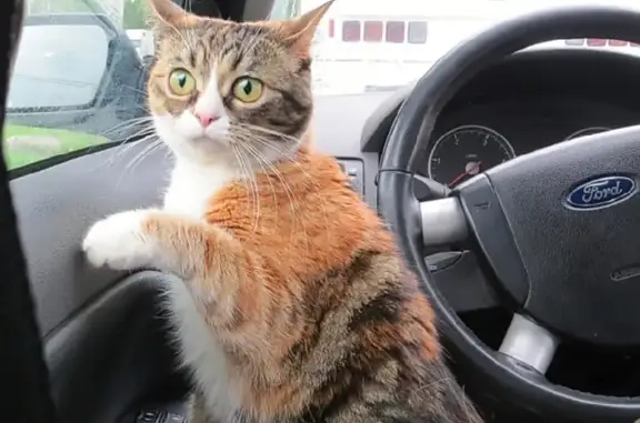 Кошки потеряшки, Санкт-Петербург, фото: Потеряшка кошка, улица Седова, 44 литБ, СПб