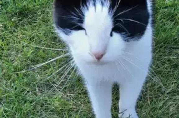 Найдена кошка на дачах Калягино, Мининский сельсовет.