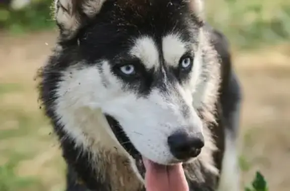 Собаки потеряшки, Ульяновск, фото: Потеряшка хаски Алтай с ул. Нариманова в Ульяновске