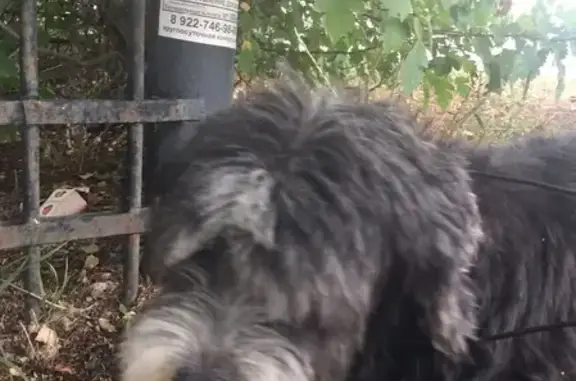 Найдена слепая собака на Комсомольском проспекте, нужна помощь