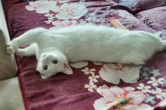 Пропала белая кошка с ампутированным хвостом на Мало-Краснофлотской, 18А, Смоленск