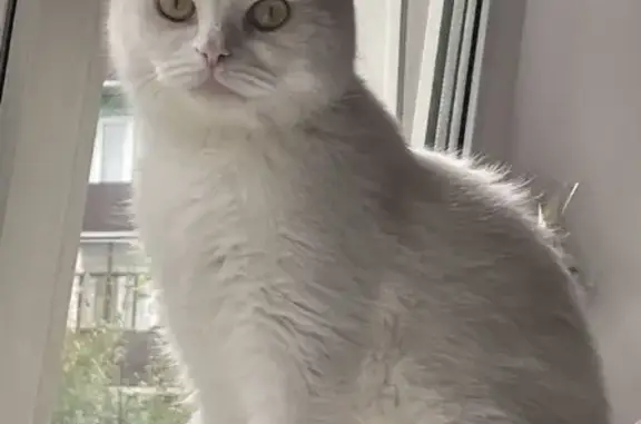 Найден кастрированный белый кот без когтей в Красноярске