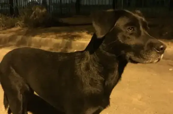 Собака Лабрадор гуляет на Беломорской улице в Казани.