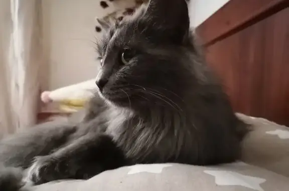 Пропала кошка Киска на улице Матвеева, 15 в Невьянске.