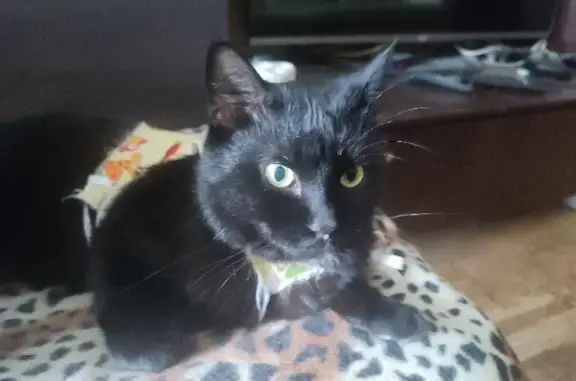 Найдена кошка, Москва, фото: Найдена кошка на Марьинском Парке, Москва