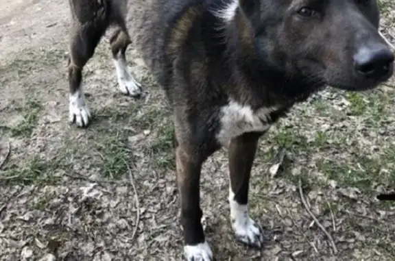 Пропала собака в Карачево, Калужская область