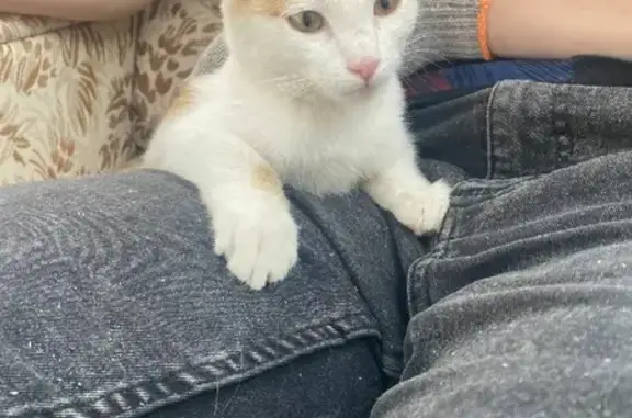 Найден бело-рыжий котенок на ул. Крауля, Екатеринбург