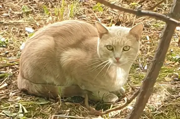 Найдена персиковая кошка на ул. Островитянова, 53 к2