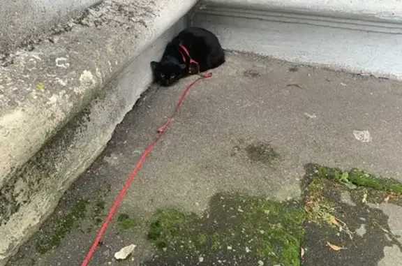 Найден чёрный кот с шлейкой на Полевой, 36