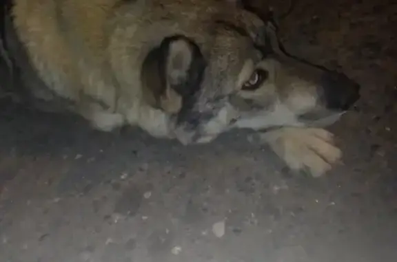 Найдена собака на ул. Минская, д.12 в Казани.