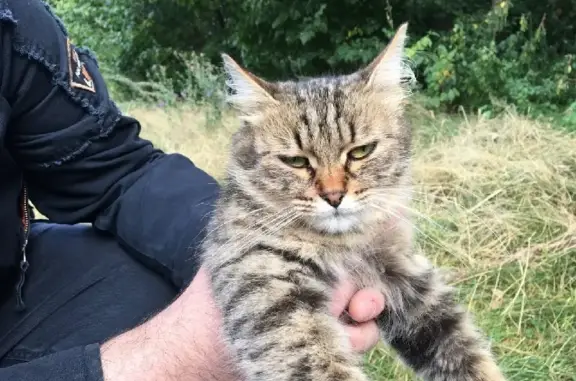 Найдена кошка на улице Рылеева в Воронеже