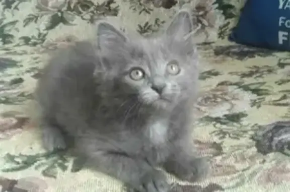 Найден котенок-девочка в Раменском, Московская область