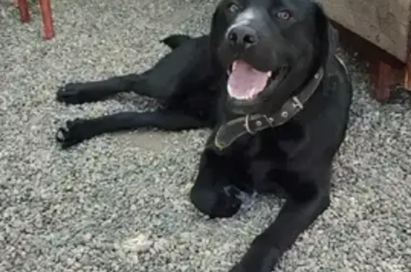 Собака Лабрадор найдена на ул. Матросова, 68.