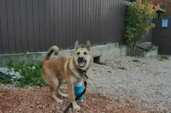 Найдена собака с переломом лапы в Красноярске