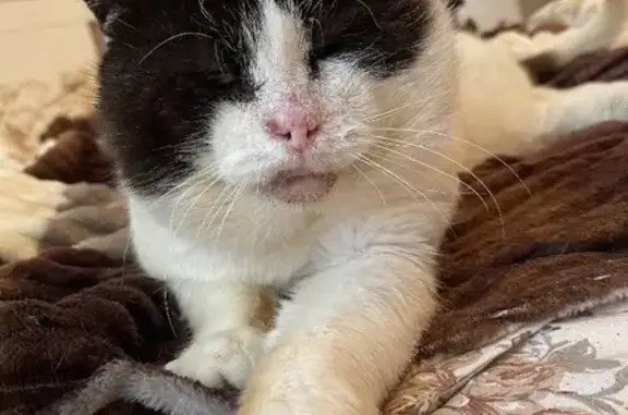 Найдена кошка, Москва, фото: Найден домашний кот на ул. Народного Ополчения, 20 к2, Москва