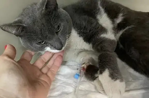 Травмированный кот на Грибоедова, 113 в Новосибирске
