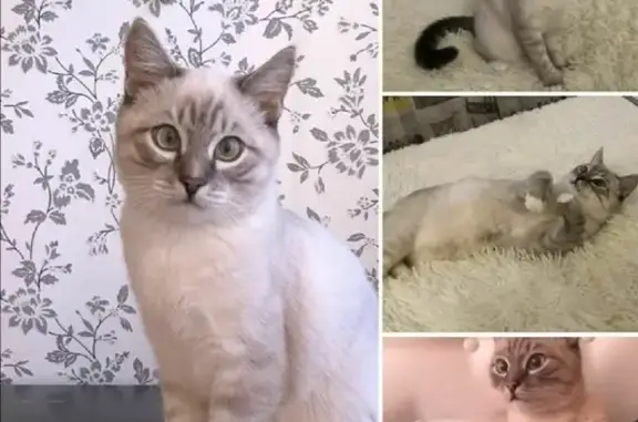 Потерянные животные Новосибирск, фото: Пропала кастрированная кошка на ул. Пархоменко, 122