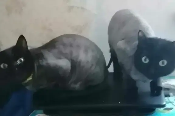 Потерянные животные Новосибирск, фото: Пропала черная кошка на Самотёчной, 35, Новосибирск.