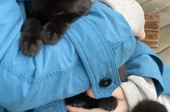 Найдена чёрная кошка с белыми волосами на 1-й Муравской, Москва