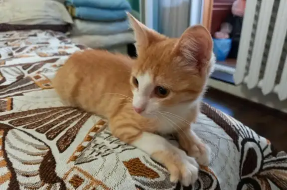 Найдена кошка Зефирка на улице Мира, 53Е