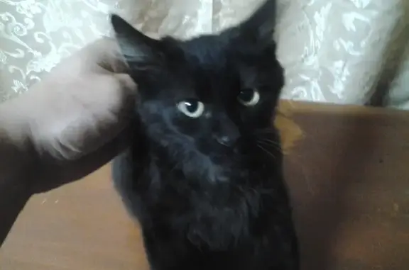 Найдена пушистая чёрная кошка на ул. Красноармейской 66