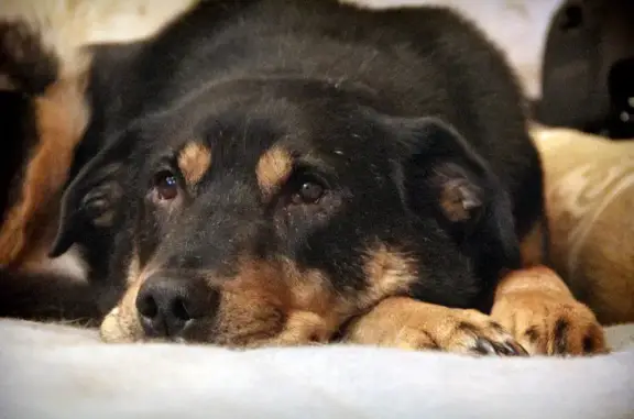 Потерянные животные Москва, фото: Пропала собака в Ясенево, ул. Рокотова и Соловьиный проезд, 11 сентября.