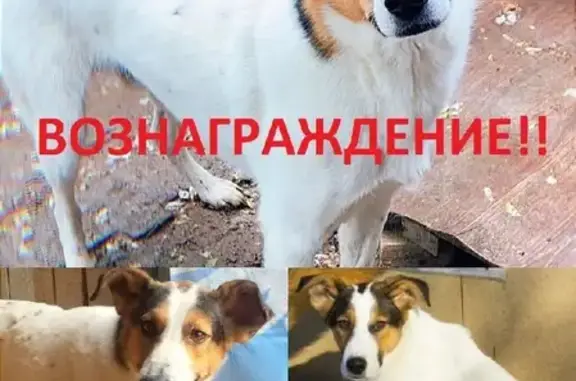 Пропала собака в Казани, вознаграждение 5000 руб.