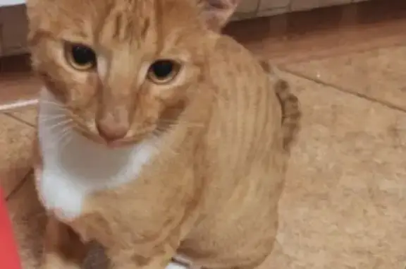 Кошки потеряшки, Казань, фото: Потеряшка кошка Симба, Дубравная ул. 3А, Казань