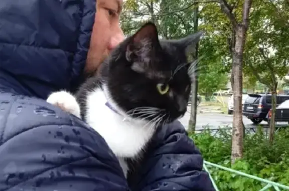 Найдена кошка на ул. Шабалина, 59 в Мурманске