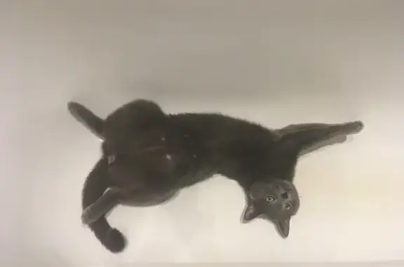 Потерянные животные Москва, фото: Пропала кошка Челси на Федоскинской, Москва