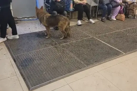 Собака-овчарка найдена на вокзале в Тучково, Заводская улица, 4