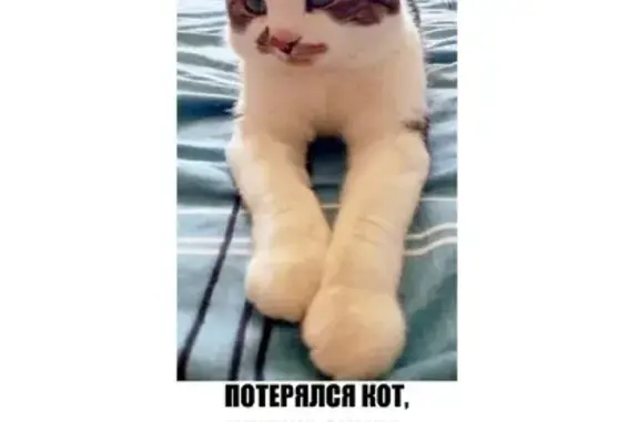 Пропала кошка на ул. Адмирала Горшкова 24, Владивосток