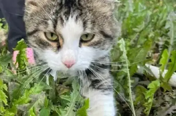 Найден кот на Актанышской 23 в Казани