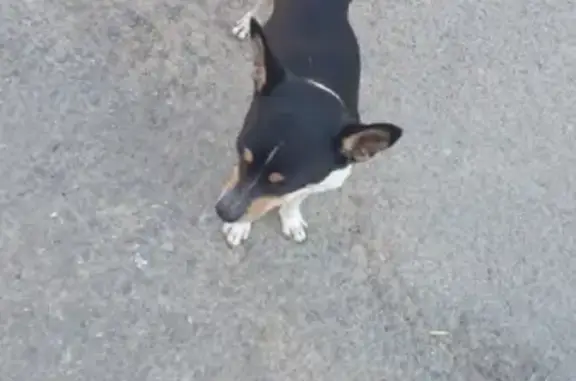 Пропала собака на проспекте Строителей, 43