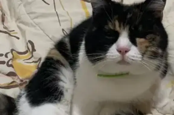 Кошки потеряшки, Окский, фото: Потеряшка кошка в пос. Окский, Богородский район 🐈🆘