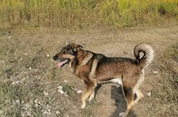 Найдена собака в Каширском районе, дер. Завалье (46Н-03296)
