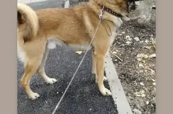 Собака найдена на Гранатном переулке в Самаре.