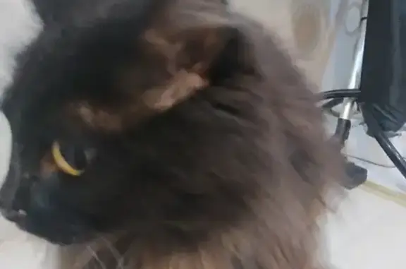 Найдена кошка на Минской 59 в Казани