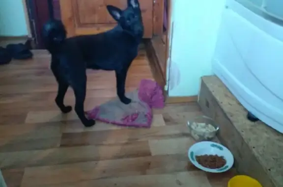 Пропала собака в Горно-Алтайске: черная лайка помесь, 11 мес, вознаграждение.