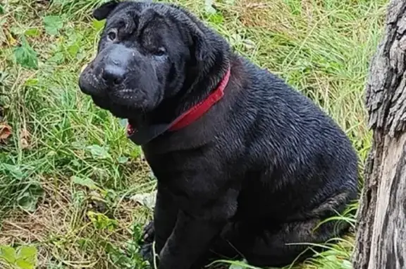Найдена собака Шарпей на улице Кирова, 62Б, Туапсе